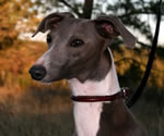 Bella, About Time Italian Greyhound Puppy in Hong Kong!